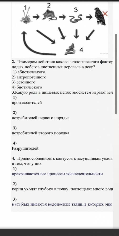 3.Какую роль в пищевых цепях экосистем играют зелёные растения?