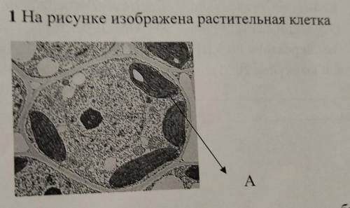 1 На рисунке изображена растительная клетка A