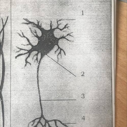 Какими цифрами обозначены тело клетки и ее отростки?