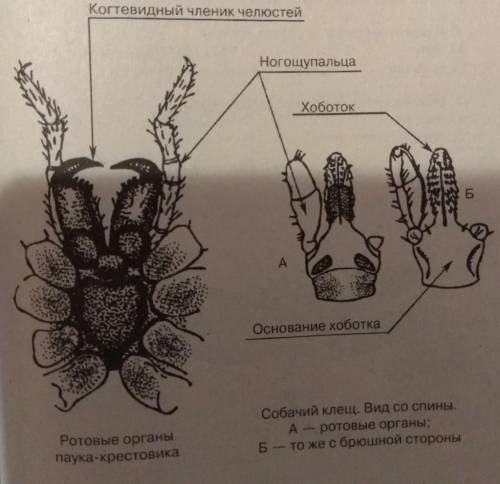 Номер 1 Какая из систем органов паука-крестовика существенно отличается от ее строения у майского жу