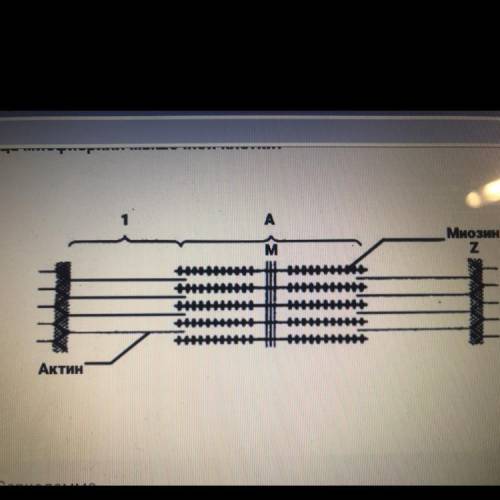 Какое название носит изображение на рисунке структурно функциональной единица миофибрилл мышечной кл