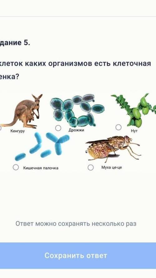 Какие животные имеют клеточную стенку