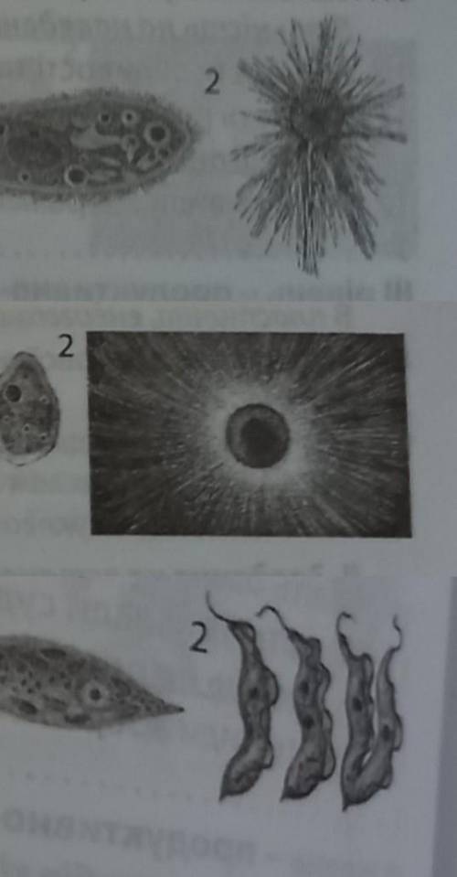 Які клітини/тварини чи що то таке зображені на трьох малюнках під номером 2?