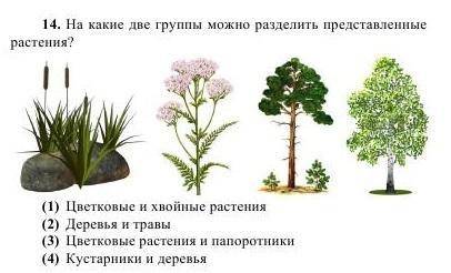 На какие две группы можно разделить растения?