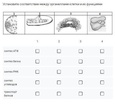 Установите соответствие между органеллами клетки и их функциями