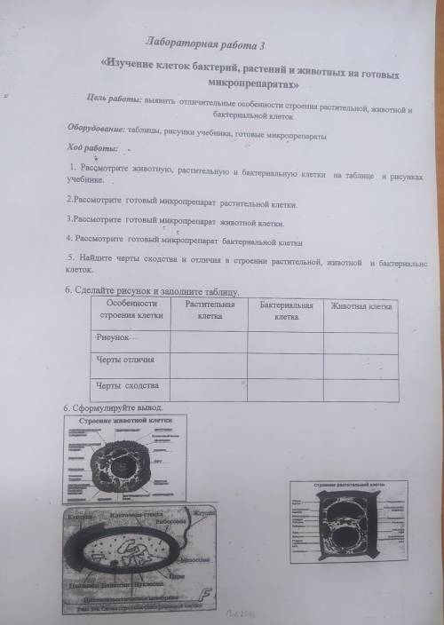 Лабораторная работа 3 «Изучение клеток бактерий, растений и животных на готовых Микропрепаратах» Цел