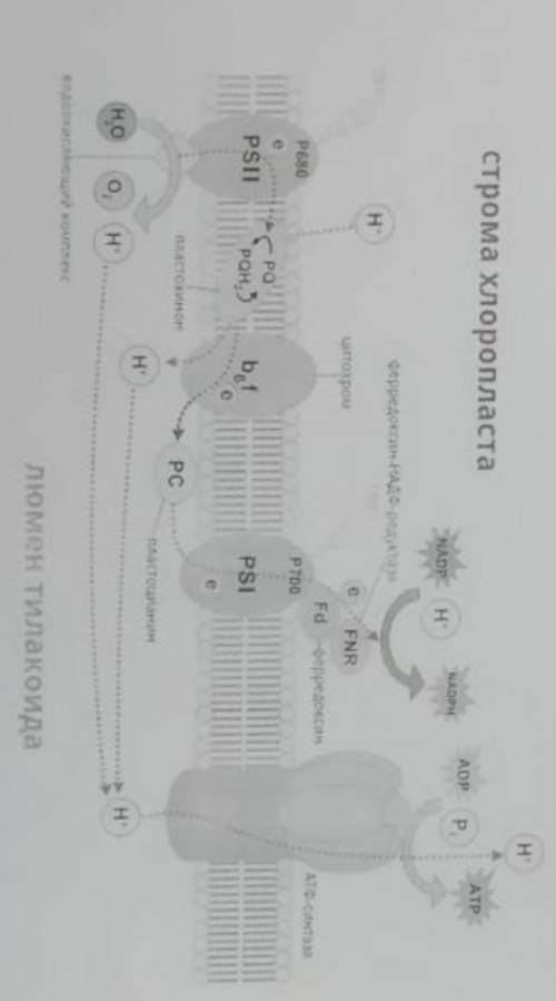 Опишите процесс синтеза АТФ в результате световой фазы, опираясь на рисунок.