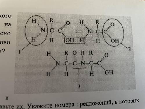 Схема какого процесса изображена на рисунке? Что обозначено цифрами 1-3? Каково значение этого проце