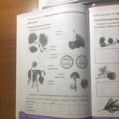 На Рабочий лист 15. Особенности семяи распространения семяи Напиши в соответствующих. ячейках распро