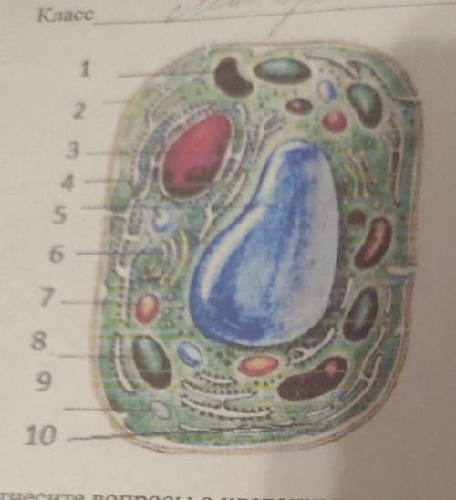 с заданием! соотнесите вопросы с клеточными структурами. 1) синтез углеводов и липидов2) осуществляе