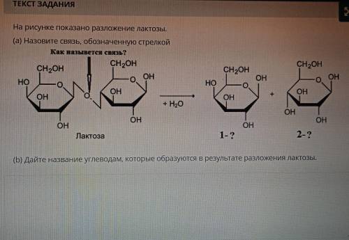 На рисунке показано разложение лактозы.