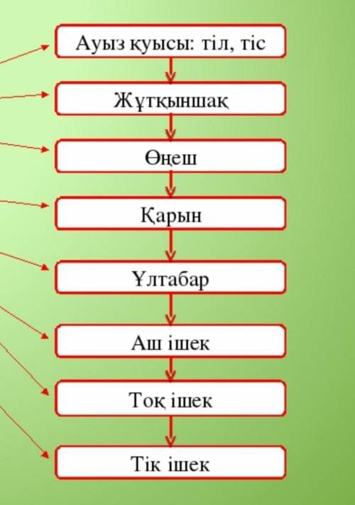 Адамның аскорту жуйесінің бөлімдерін дұрыс ретпен атандар