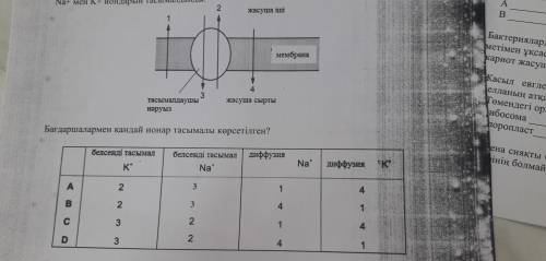 На рисунке ниже показан перенос ионов через мембрану, внутри концентрация ионов (Na+) низкая, концен