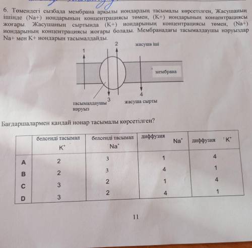 6. Төмендегі сызбада мембрана арқылы иондардың тасымалы көрсетілген, Жасушаның ішінде (Na+) иондарын