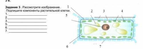 Рассмотрите изображение Подпишите компоненты растительной клетки кто понимает