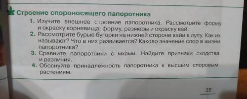 Строение спороносящего папоротника.