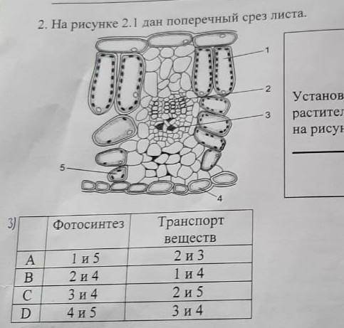 установите соответствие между растительным тканями, обозначенные на рисунки цифрами и функциями