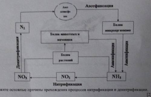 Предложите основные причины прохождения процессов нитрификации и денитрификации.