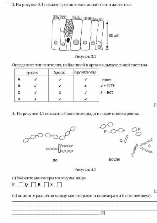 3. На рисунке 3.1 показан срез эпителиальной ткани животных. 80umРисунок 3.1Определите тип эпителия,