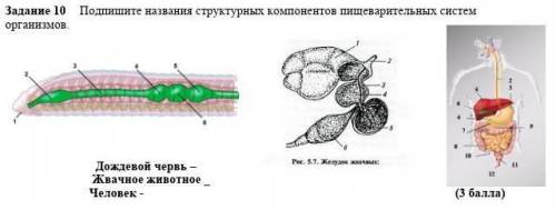 Подпишите название пищеварительных систем органов.