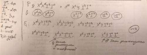 Родители гетерозиготны по III группе крови, при этом мать - дальтоник, а отец – гемофилик. Определит