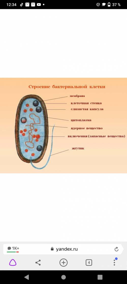 Составьте характеристику и кроссворд из 10 вопросов с ответом