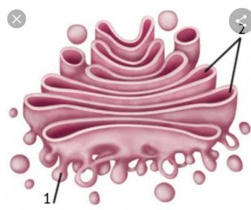 Опишіть функції зображеної на малюнку органели1 і 2