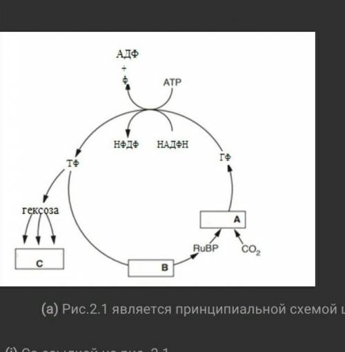 1.Сопоставьте Все перечисленные ниже молекулы связаны с фотосинтезом: аминокислоты НАДФН диоксид угл