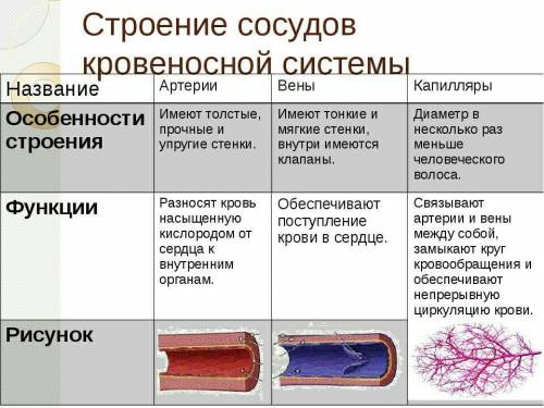 Вопросы для зачета 8 класс «Кровь. Кровеносная система» 1. Какие функции выполняет кровь в организме