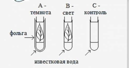 (а) Назовите, какие услови должны 6 быть одинаковыми для точности эксперимента.(1) (b) Опишите, каки