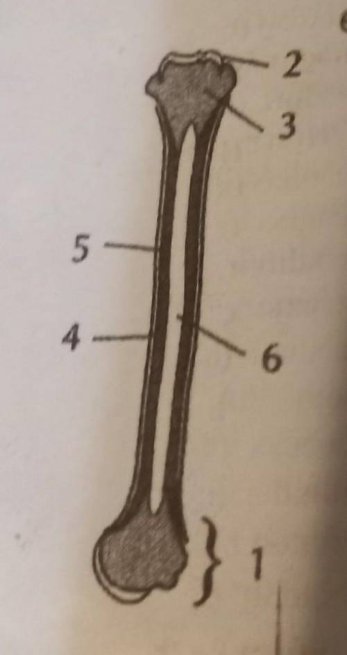До іть Будова трубчастої кістки