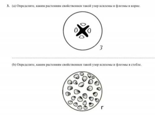 Определите каким растениям свойственнен такой узор ксилемы и флоэмы