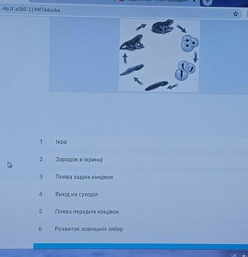 Оберіть правильну послідовність цифр, що відповідають назві структури життєвого циклу жаби.