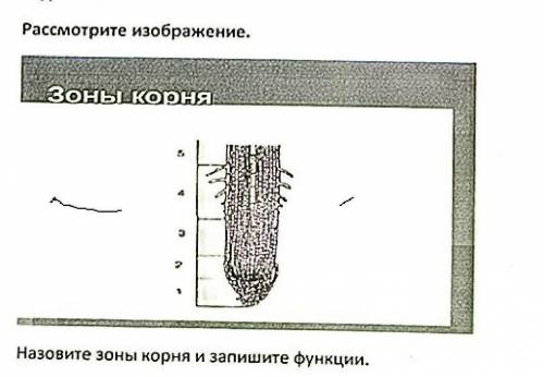 Даю 50 былов напишите зоны корня и функции