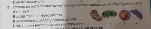 11. Установите соответствие между биологическими процессами и структурами клетки. А синтез АТФ Б осу