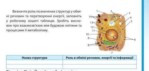 Визначте роль позначених структур у обмі-ні речовин та перетворенні енергії, заповніть у робочому зо