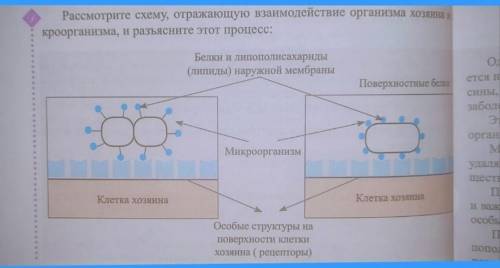 НУЖНА ! ОТБЛАГАДАРЮ!ОТ Рассмотрите схему,отражающую взаимодействие организма хозяина и микроорганиз