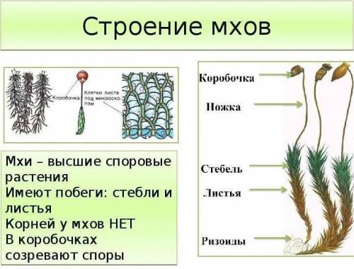 Расскажите кратко про листья хвощей, мхов и папоротников, назовите различия