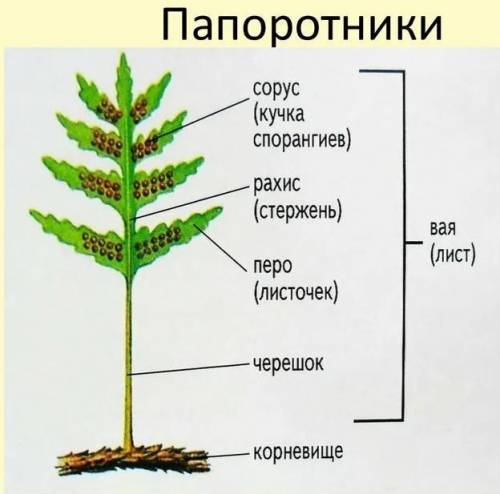 Расскажите кратко про листья хвощей, мхов и папоротников, назовите различия