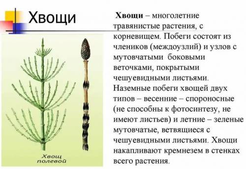 Расскажите кратко про листья хвощей, мхов и папоротников, назовите различия