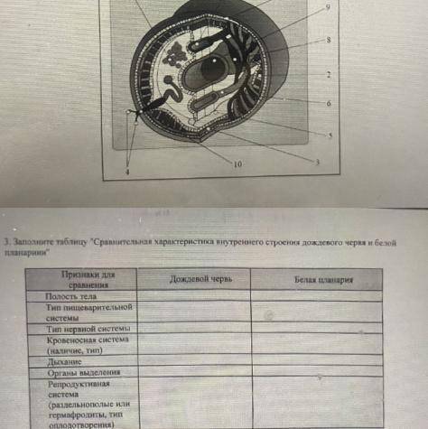 по лабораторной по биологии 7 класс. дождевой червь 1. выполните рисунок «поперечный разрез тела дож
