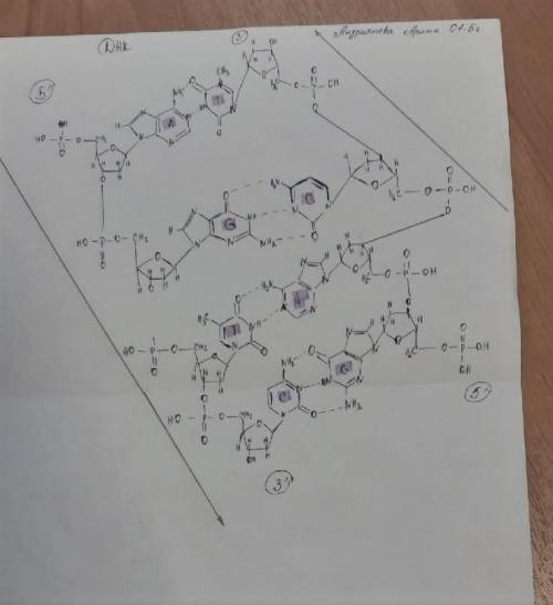 Нужно построить гибридную молекулу ДНК-РНК со следующей нуклеотидной последовательностью в одной из