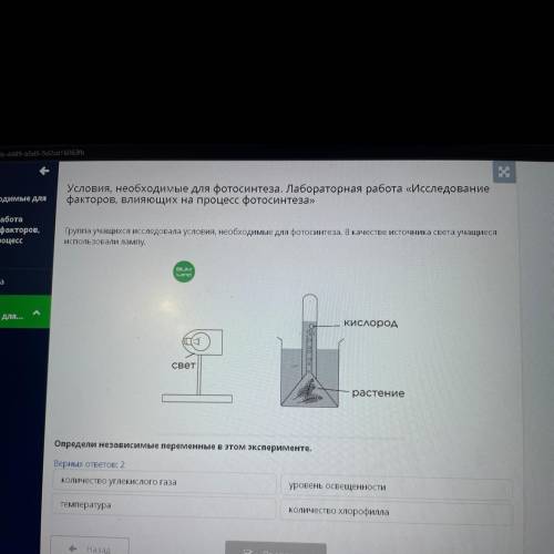 Группа учащихся исследовала условия, необходимые для фотосинтеза. В качестве источника света учащиес