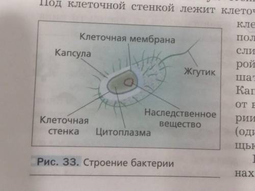 кто ответит на эти вопросы: 1. С рисунка 33 назовите основные части бактериальной клетки. (рисунок 3