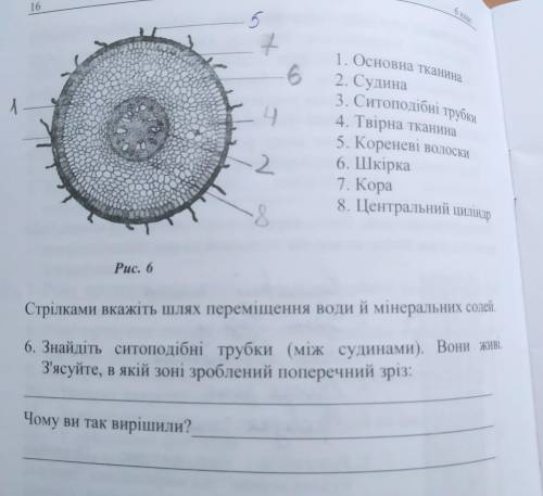 Знайдіть ситоподібні трубки (між судинами). Вони живі. З'ясуйте, в якій зоні зроблений поперечний ро