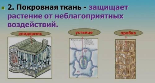 Покровные ткани стебля выполняющие защитную опроную функцию а) пробка б) камбий в) корка г) кожица д