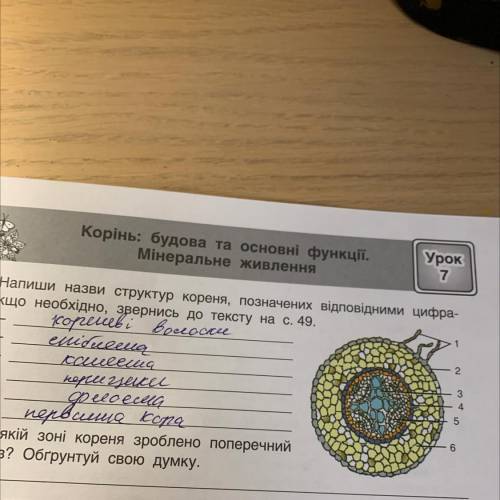 У якій зоні кореня зроблено поперечний зріз? Обгрунтуй свою думку.