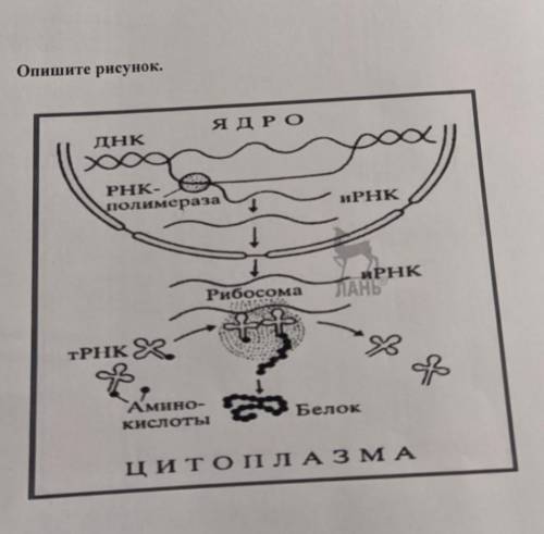 1. название процесса 2.перечислите участников процессов: 3. назовите этапы процесса и место их проте