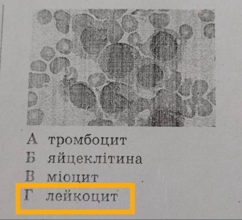 Назвіть клітину будь ласка