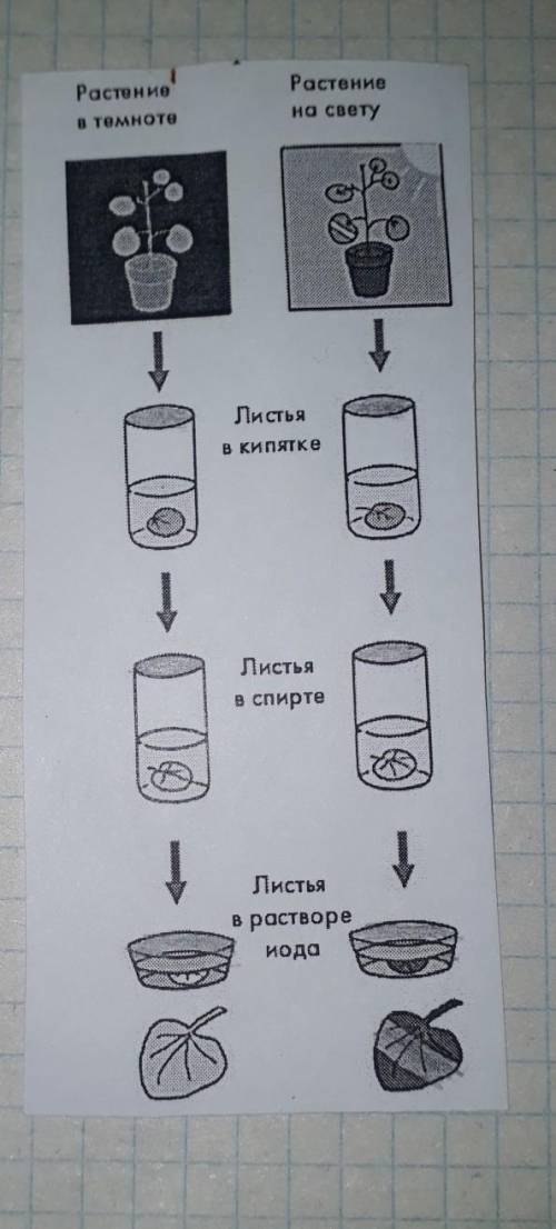 Рассмотри 2 рисунка.Объясни почему в одном случае лист остался прежним а в другом, я незнаю ну типа